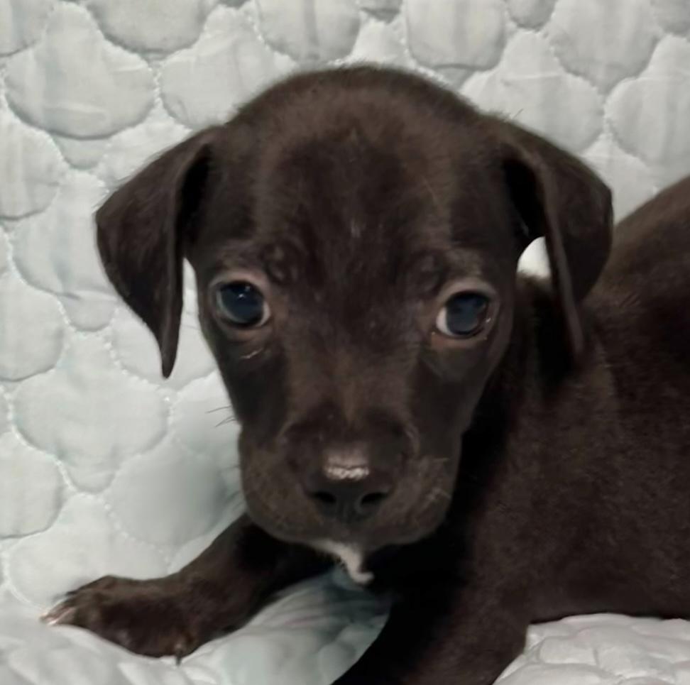Drex Dachshund Dog