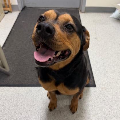Ino, Adoptable, Adult Female Rottweiler & Mixed Breed.