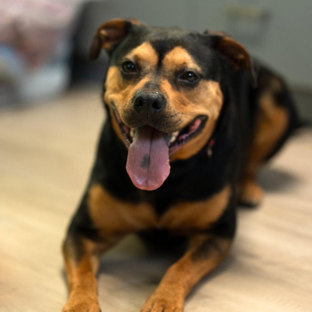 Enlarge Ino, a Adoptable mixed breed in Sullivan, IL image 4/6