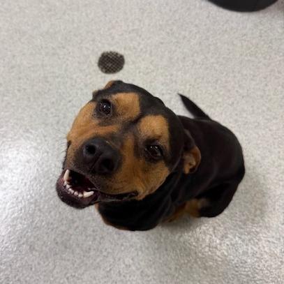 Enlarge Ino, a Adoptable mixed breed in Sullivan, IL image 2/3