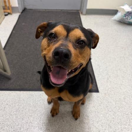 Enlarge Ino, a Adoptable mixed breed in Sullivan, IL image 3/3