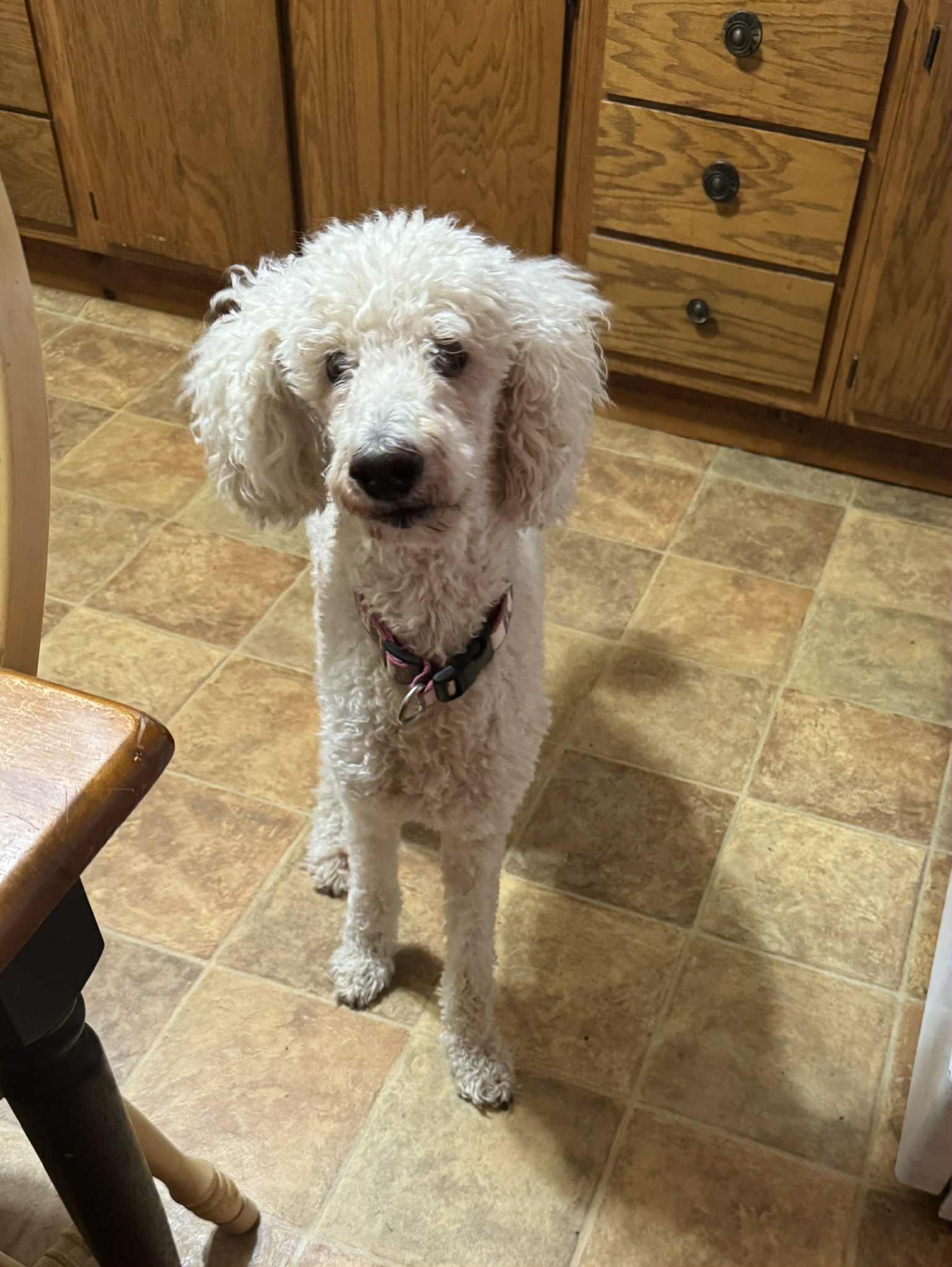 Enlarge Chenille, a Adopted Standard Poodle in Ann Arbor, MI image 1/4