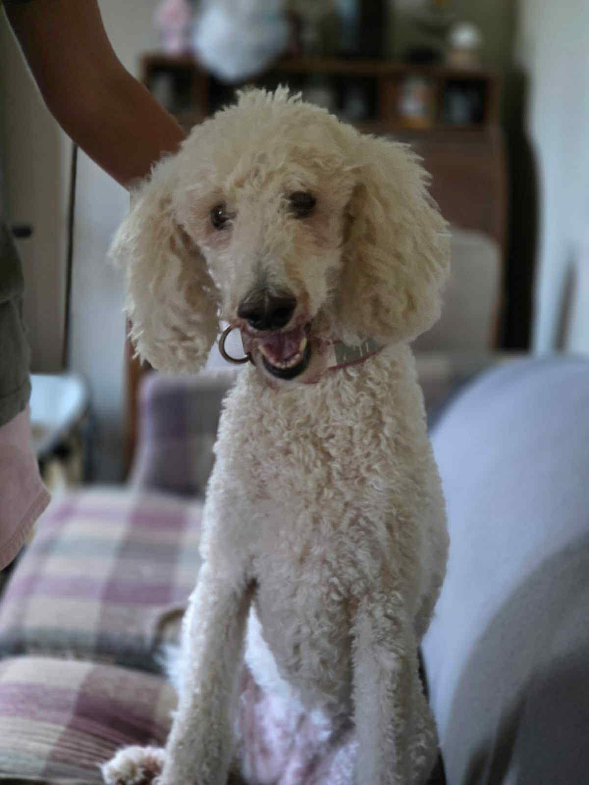 Enlarge Chenille, a Adopted Standard Poodle in Ann Arbor, MI image 2/4