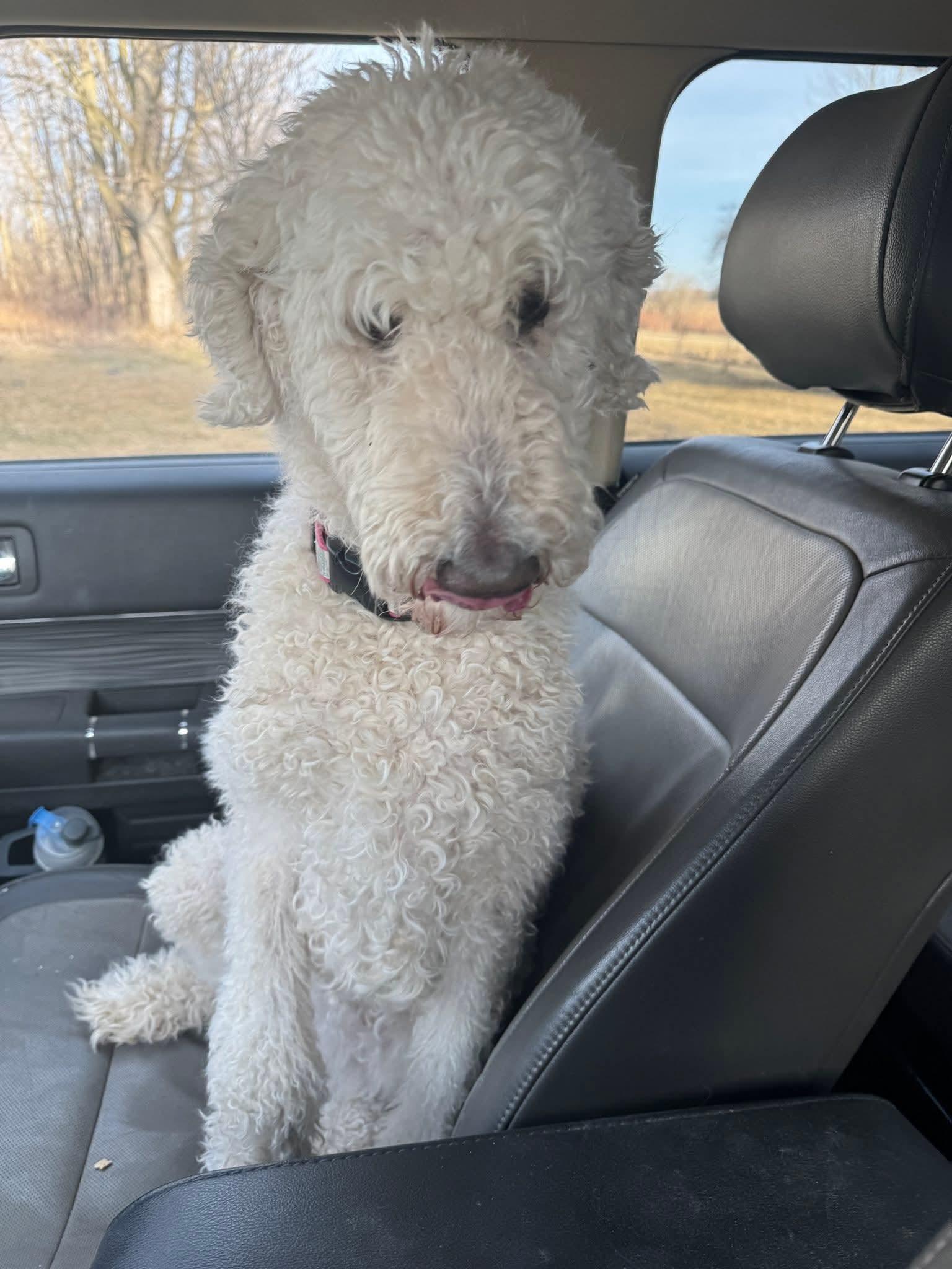 Enlarge Chenille, a Adopted Standard Poodle in Ann Arbor, MI image 4/4