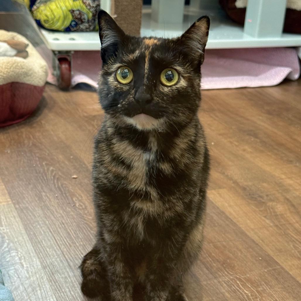 Enlarge Frida, a Adoptable Domestic Short Hair in Incline Village, NV image 1/2