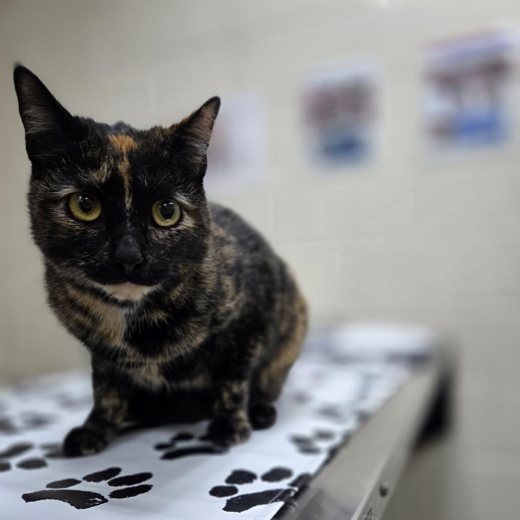 Enlarge Frida, a Adoptable Domestic Short Hair in Incline Village, NV image 2/2