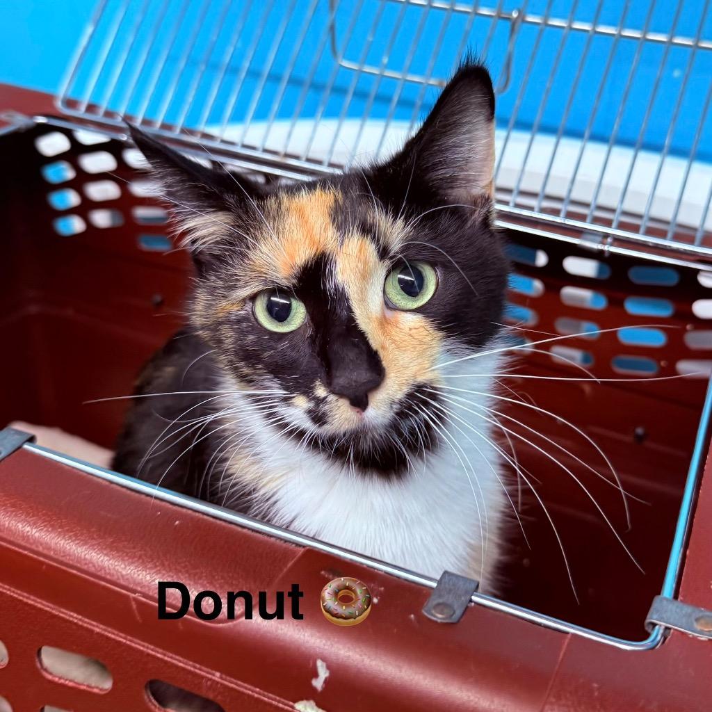 Donut, Adoptable, Young Female Domestic Medium Hair.