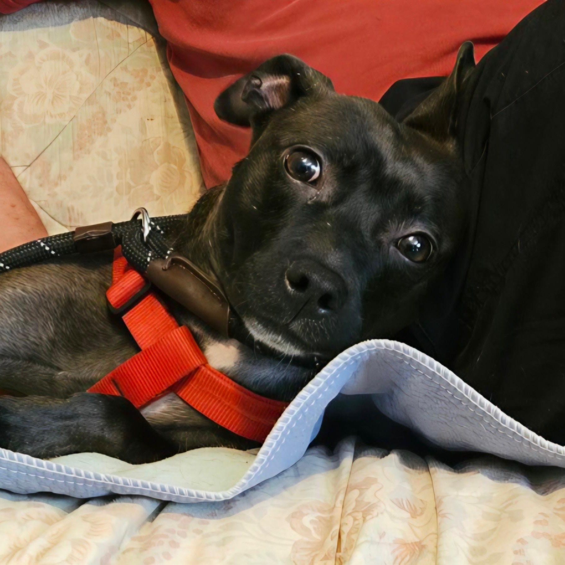 Kodak, a ADOPTABLE mixed breed in atlanta, GA image 2/3