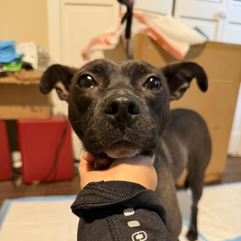 Kodak, ADOPTABLE, Young Male Terrier.