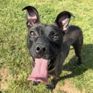 Kodak, a ADOPTABLE mixed breed in atlanta, GA image 3/3
