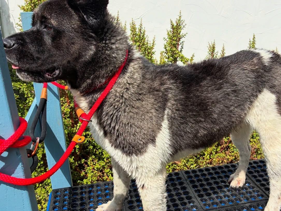 Darvin, Adoptable, Young Male Akita.