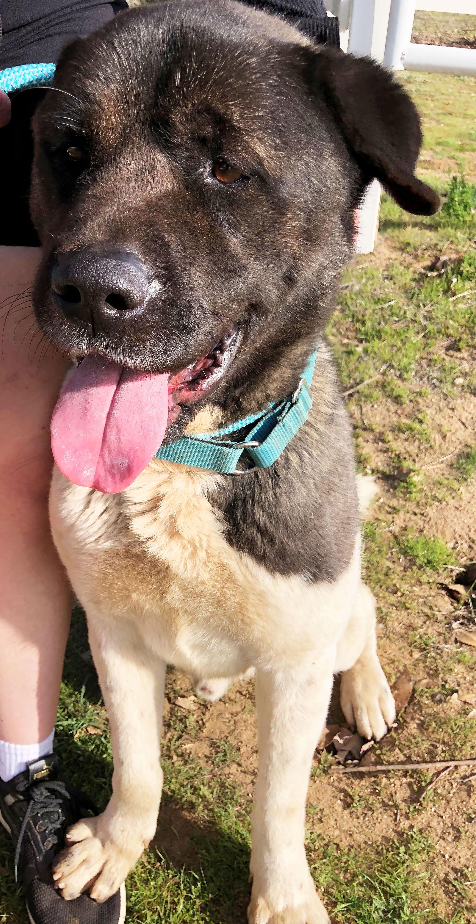 Enlarge Darvin, a Adoptable Akita in Romoland, CA image 1/3