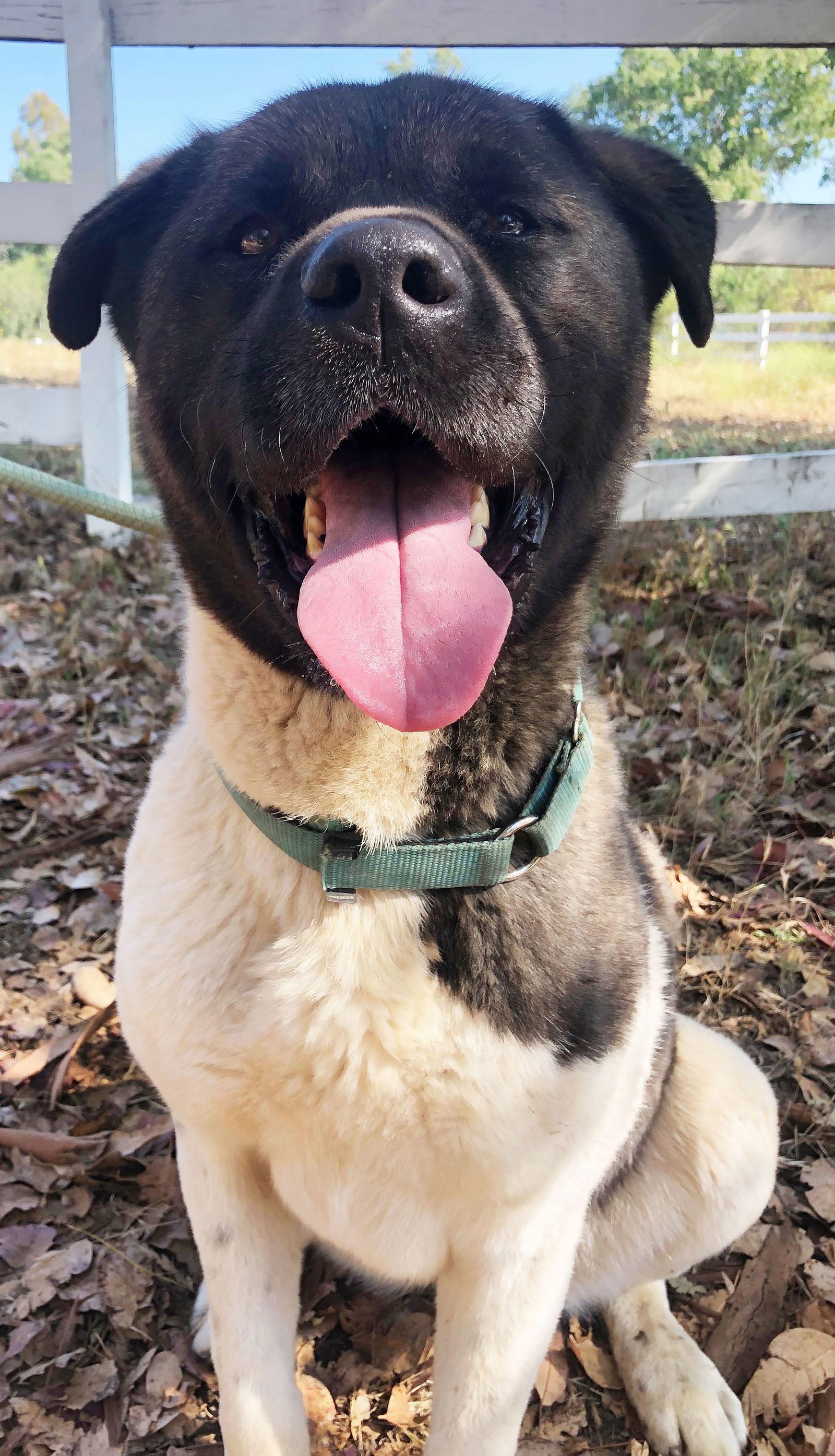 Enlarge Darvin, a Adoptable Akita in Romoland, CA image 2/3