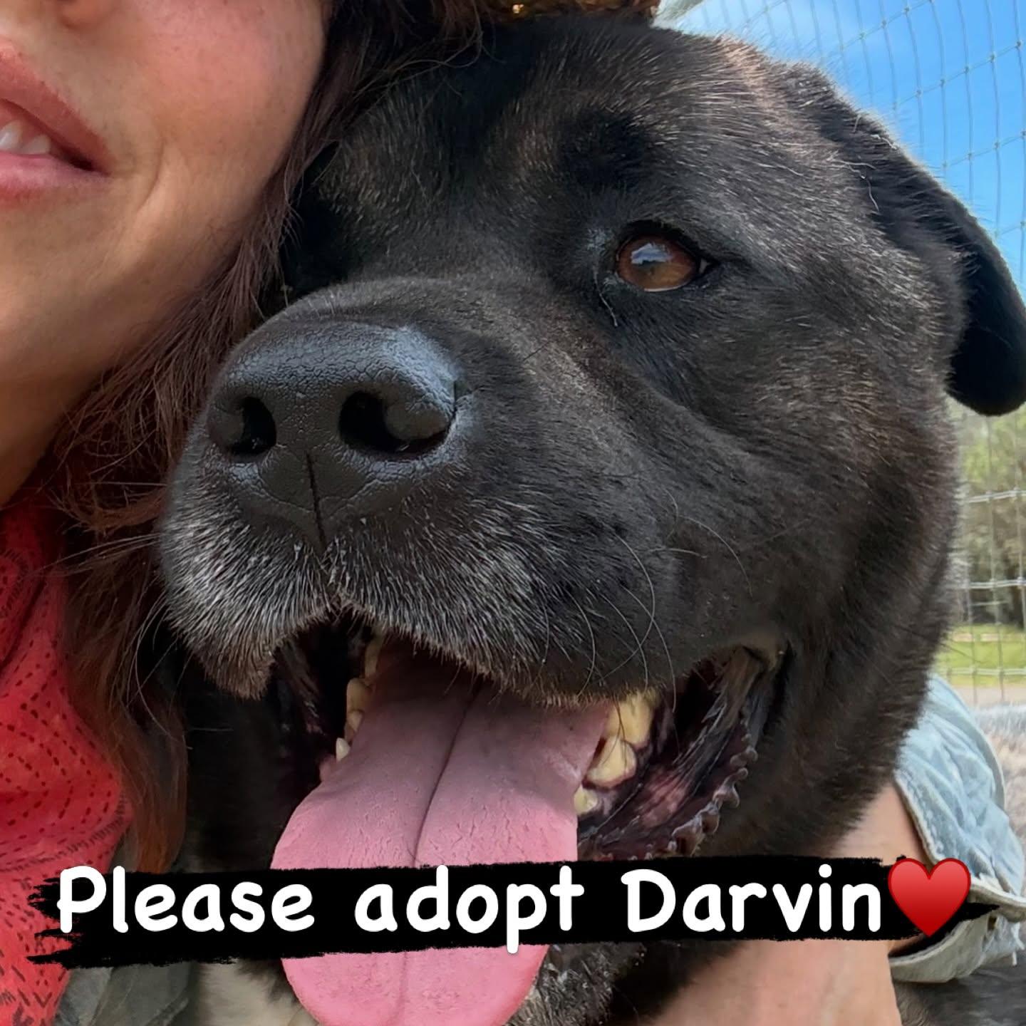 Darvin, a Adoptable Akita in Romoland, CA image 2/3