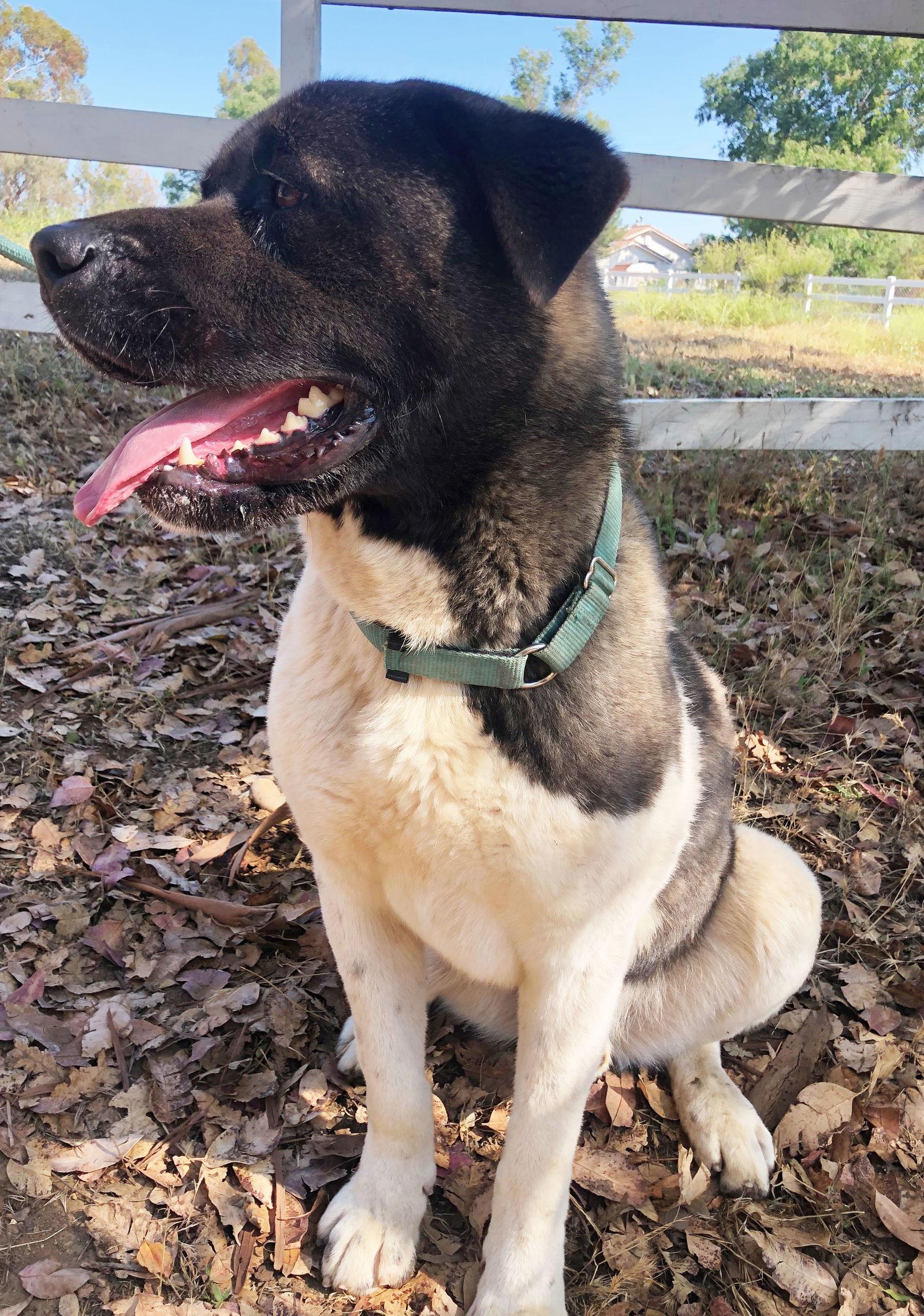 Enlarge Darvin, a Adoptable Akita in Romoland, CA image 3/3