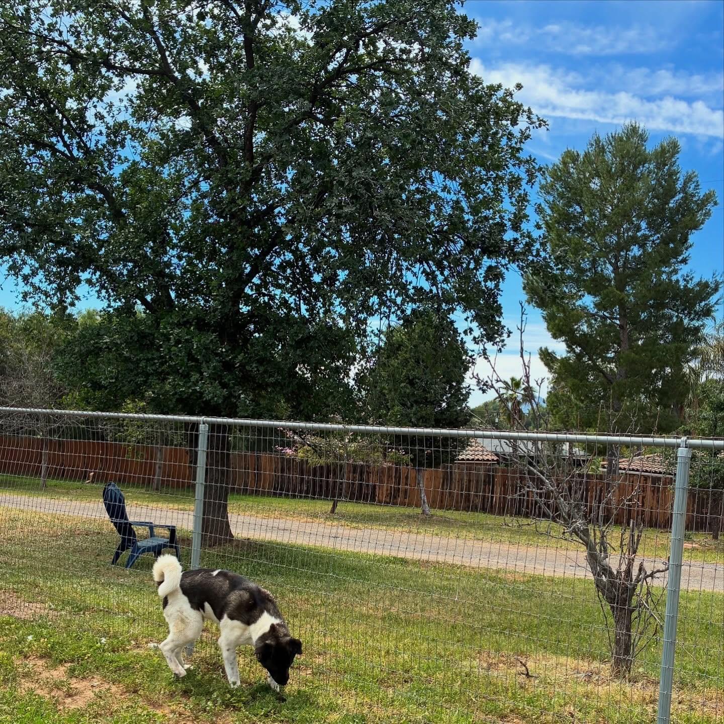Darvin, a Adoptable Akita in Romoland, CA image 3/3