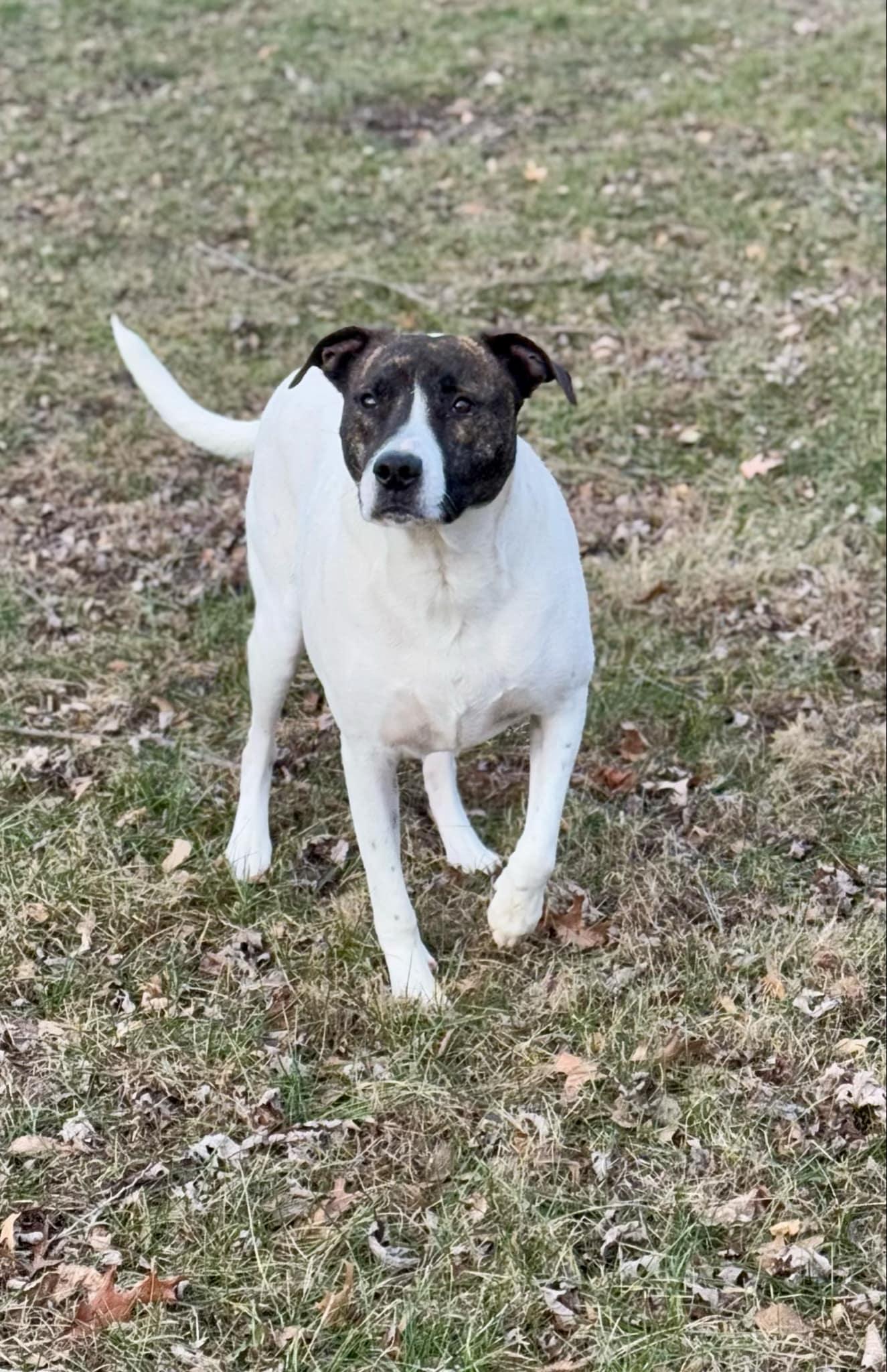 Wally, a Adoptable Mixed Breed in Homer Glen, IL image 3/3