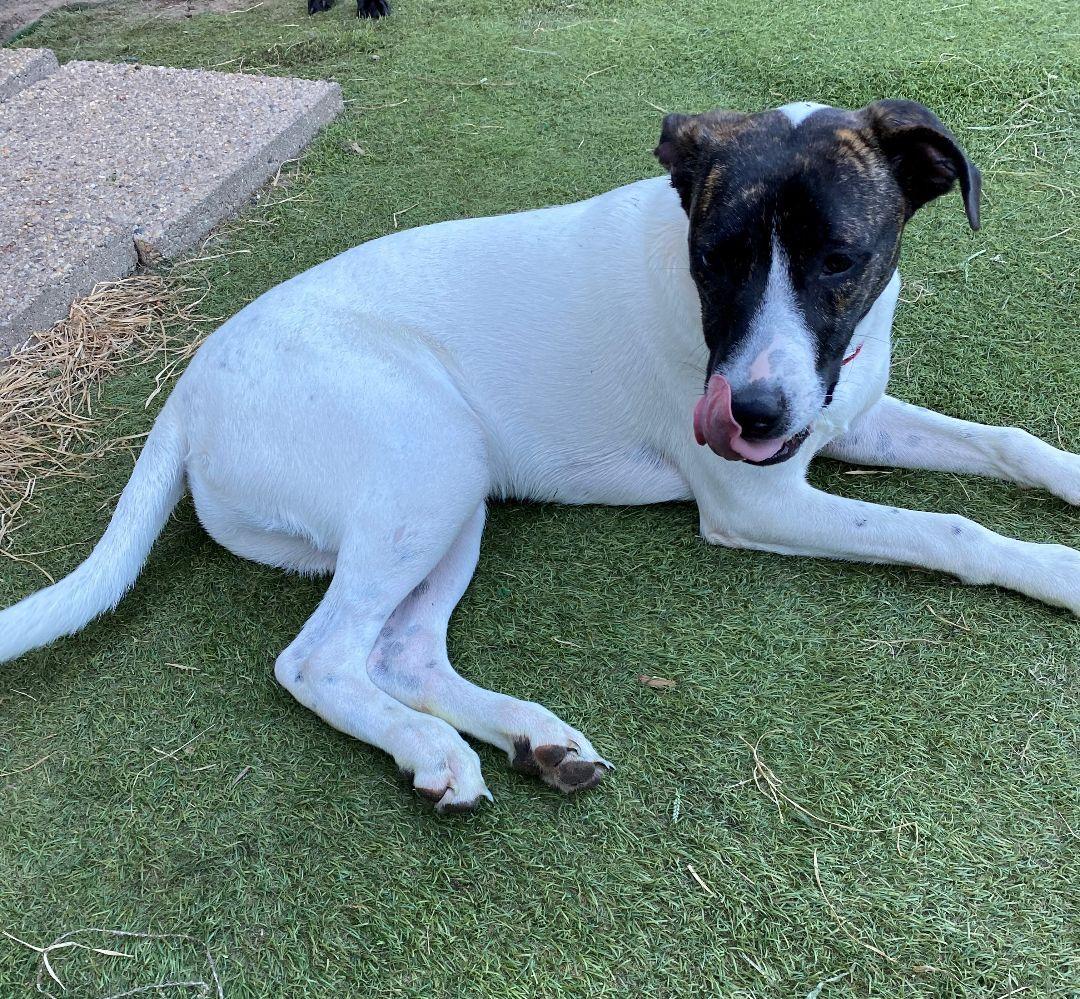Wally, a Adoptable Mixed Breed in Homer Glen, IL image 1/3