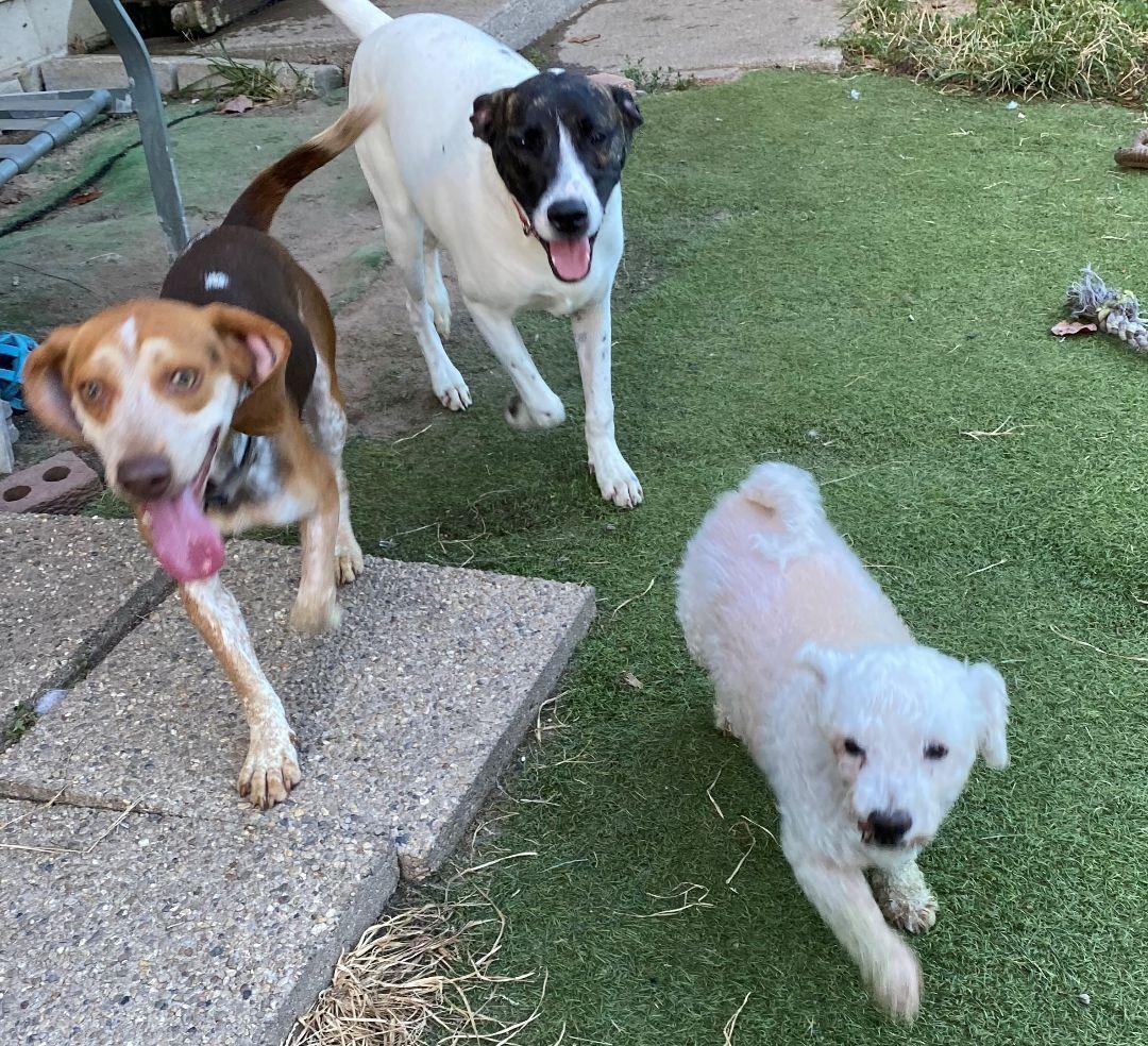 Wally, a Adoptable Mixed Breed in Homer Glen, IL image 2/3