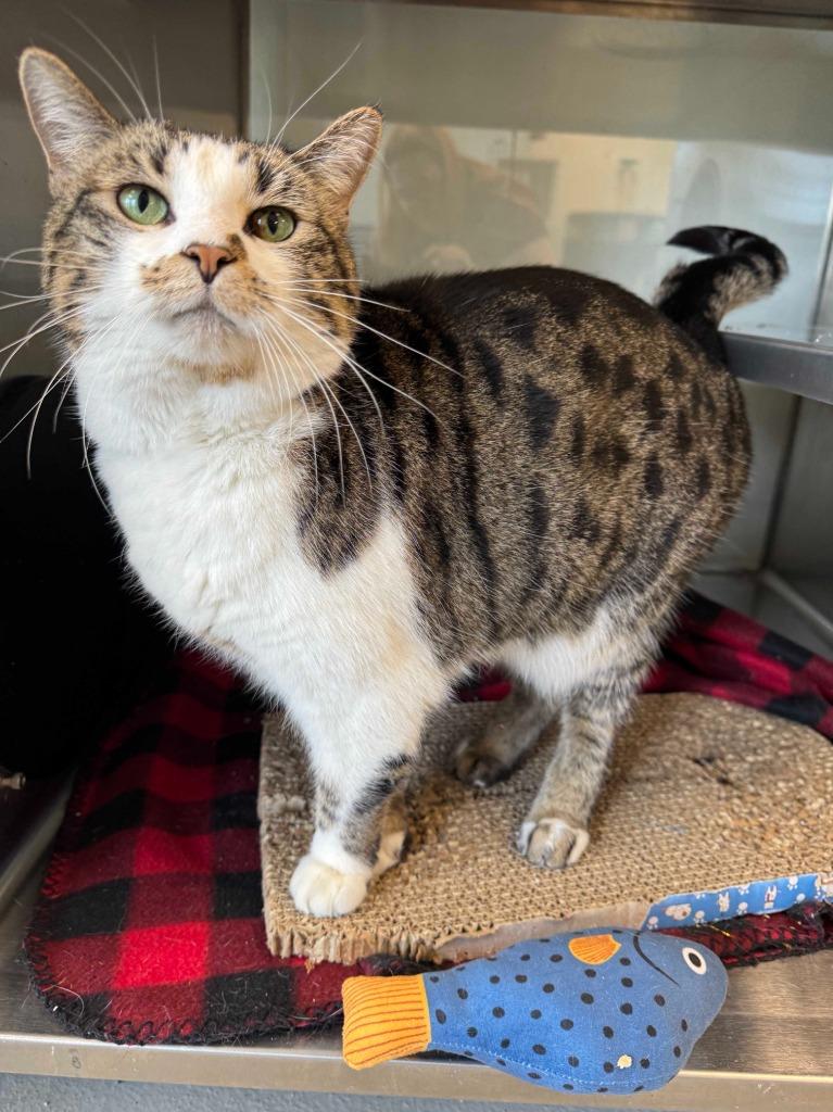 Salt, Adoptable, Senior Female Domestic Short Hair.