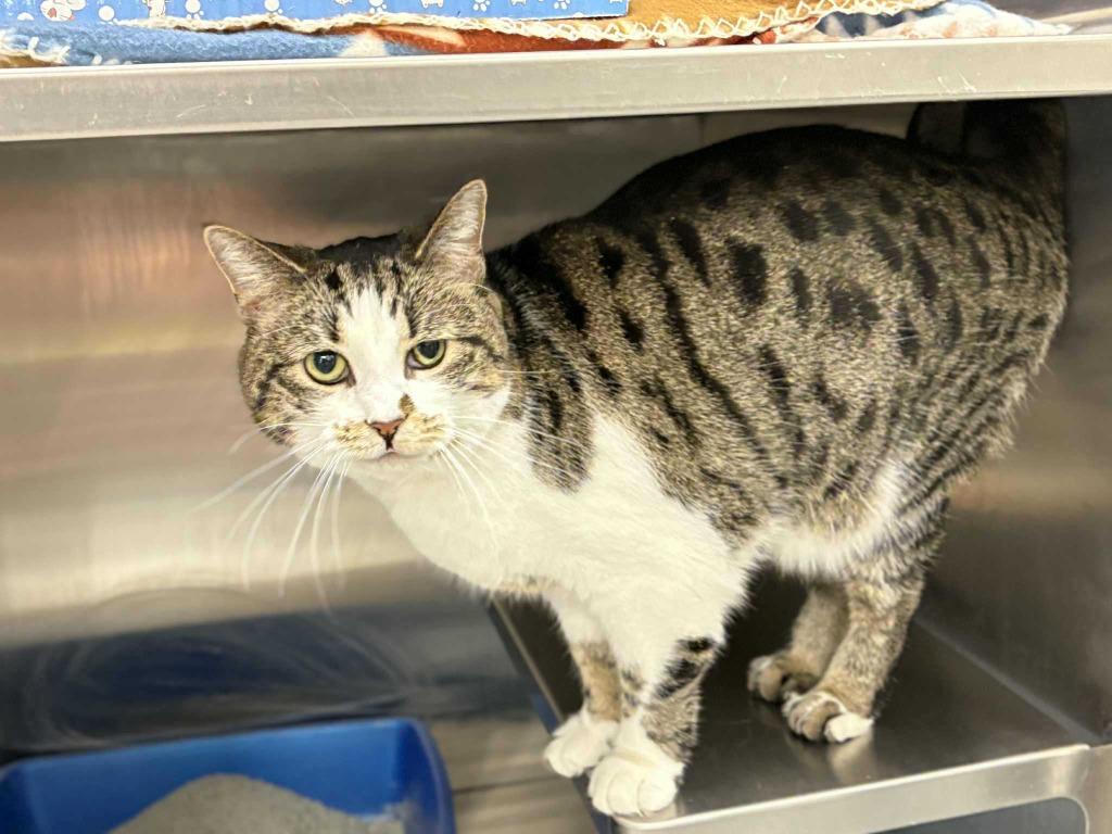 Enlarge Salt, a Adoptable mixed breed in New Kensington, PA image 5/6