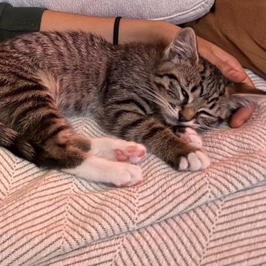 Enlarge Buck, a Adoptable Domestic Short Hair in Oceanside, CA image 3/5