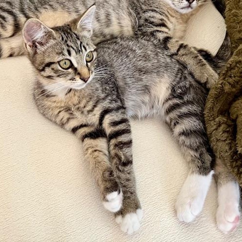 Enlarge Buck, a Adoptable Domestic Short Hair in Oceanside, CA image 5/5