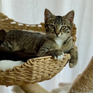 Enlarge Buck, a Adoptable Domestic Short Hair in Oceanside, CA image 1/5