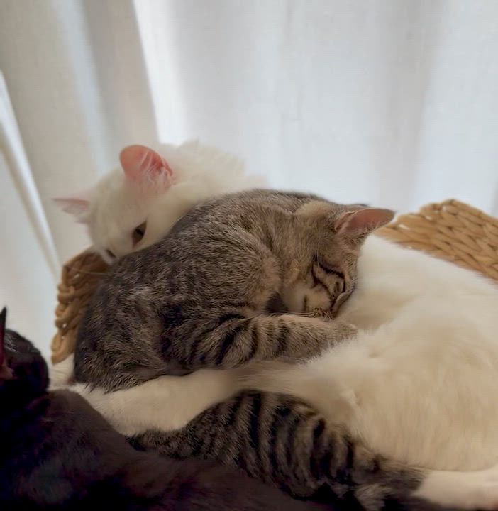 Enlarge Buck, a Adoptable Domestic Short Hair in Oceanside, CA video 2/5