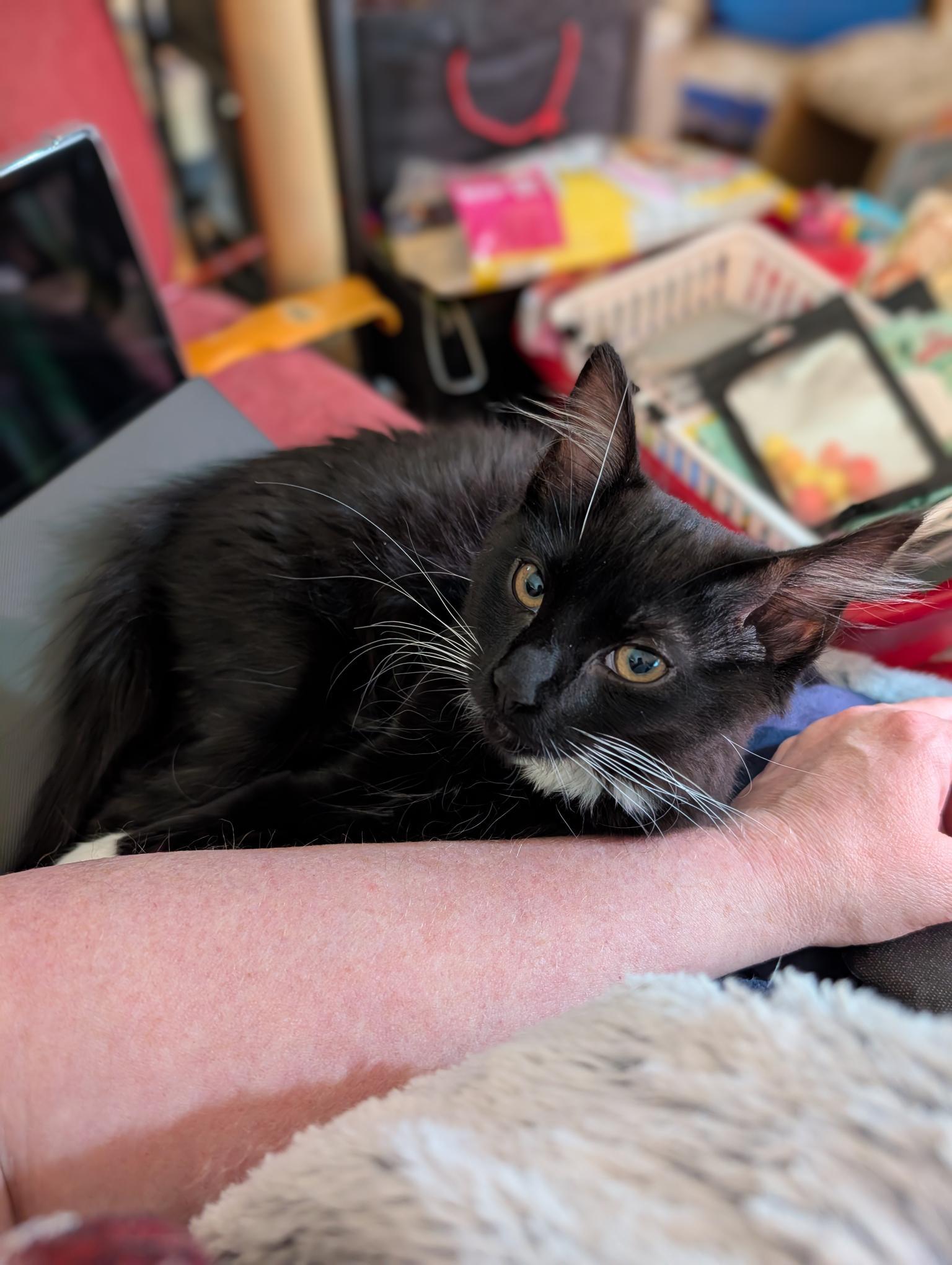 Annie - ssb, Adoptable, Kitten Female Domestic Medium Hair.