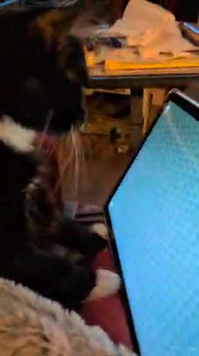 Enlarge Annie - ssb, a Adoptable mixed breed in Burlington, WA video 4/4