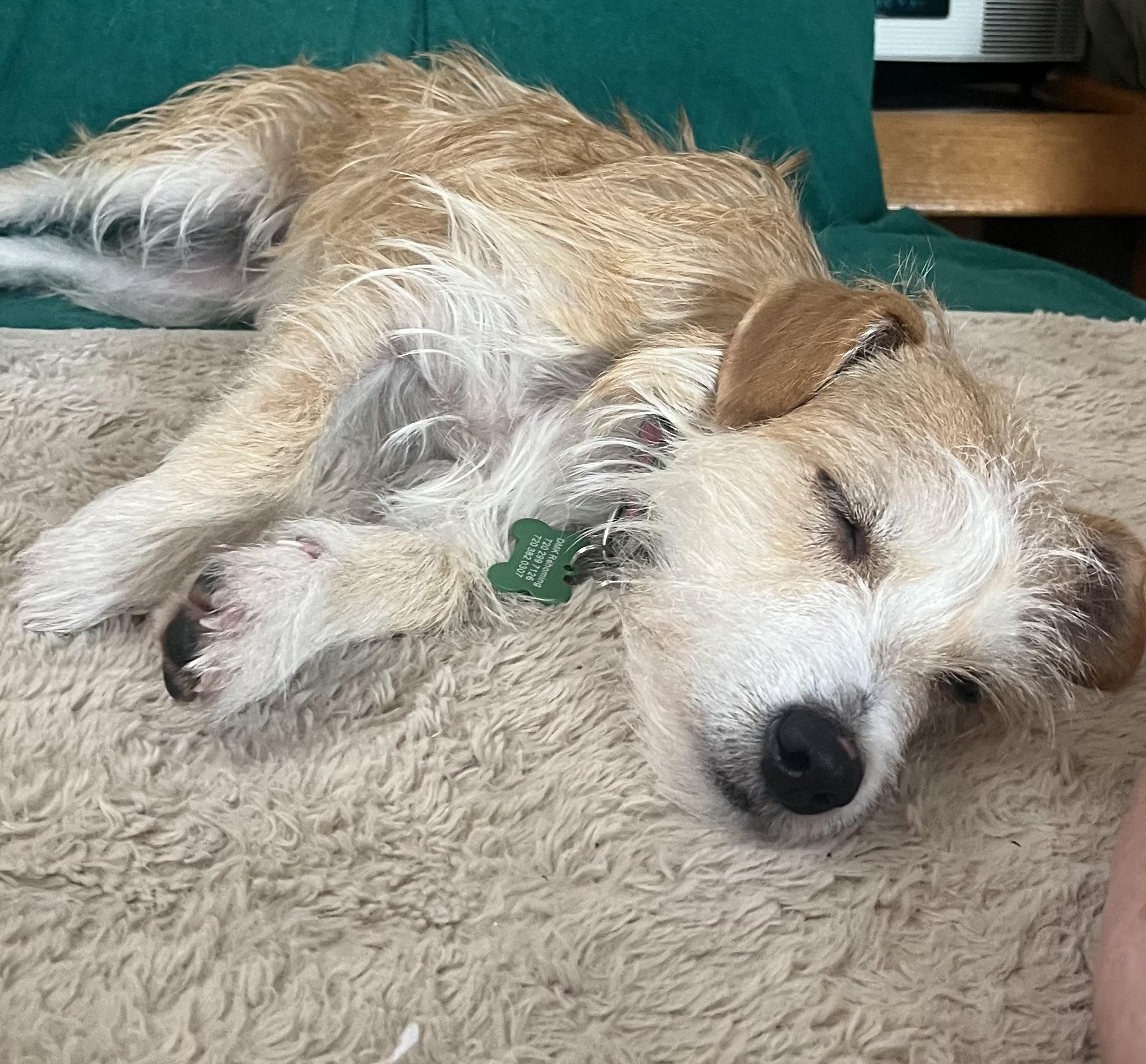 Enlarge Esme, an adopted mixed breed in Littleton, CO image 2/2