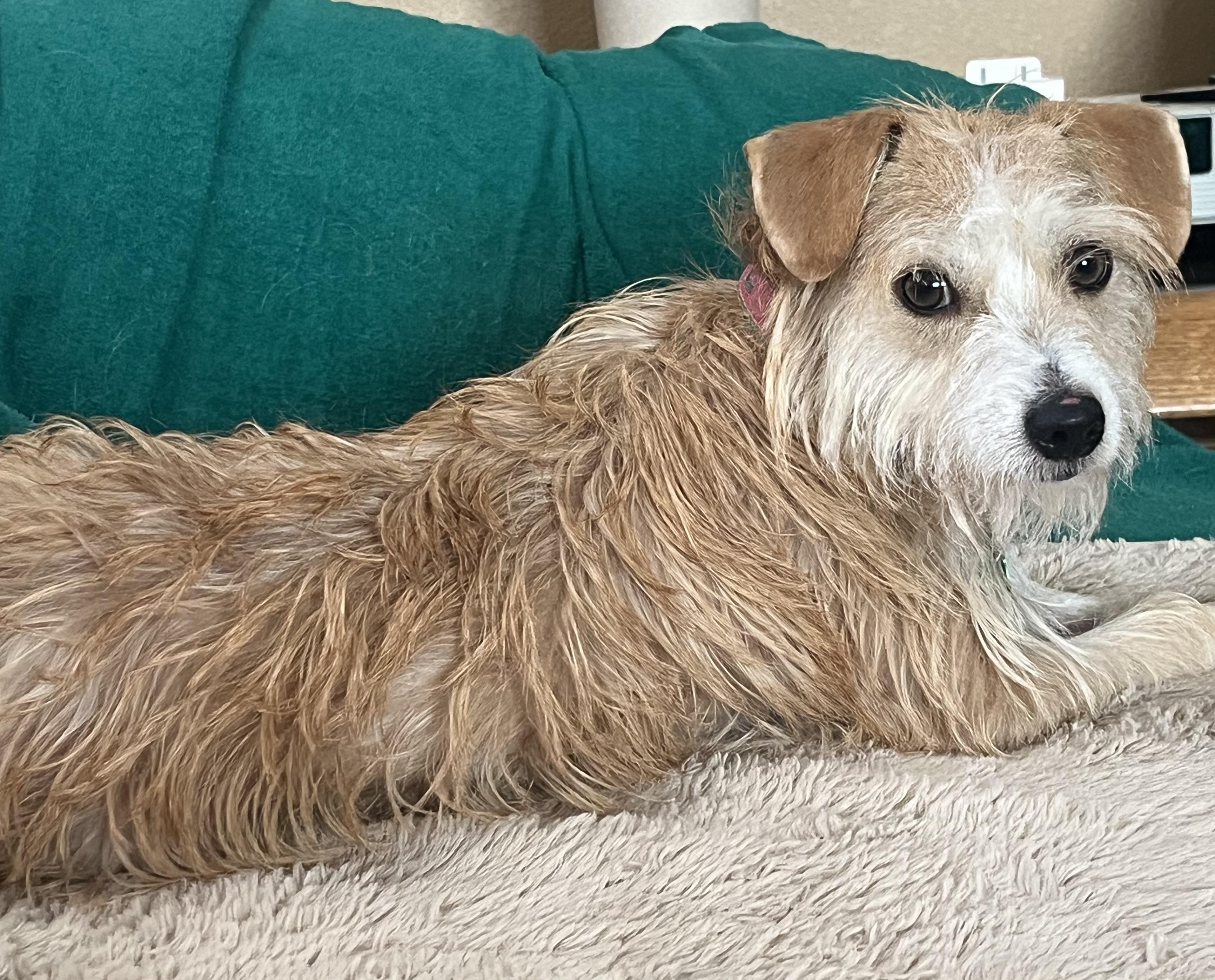 Esme, adopted, Adult Female Terrier & Dachshund.
