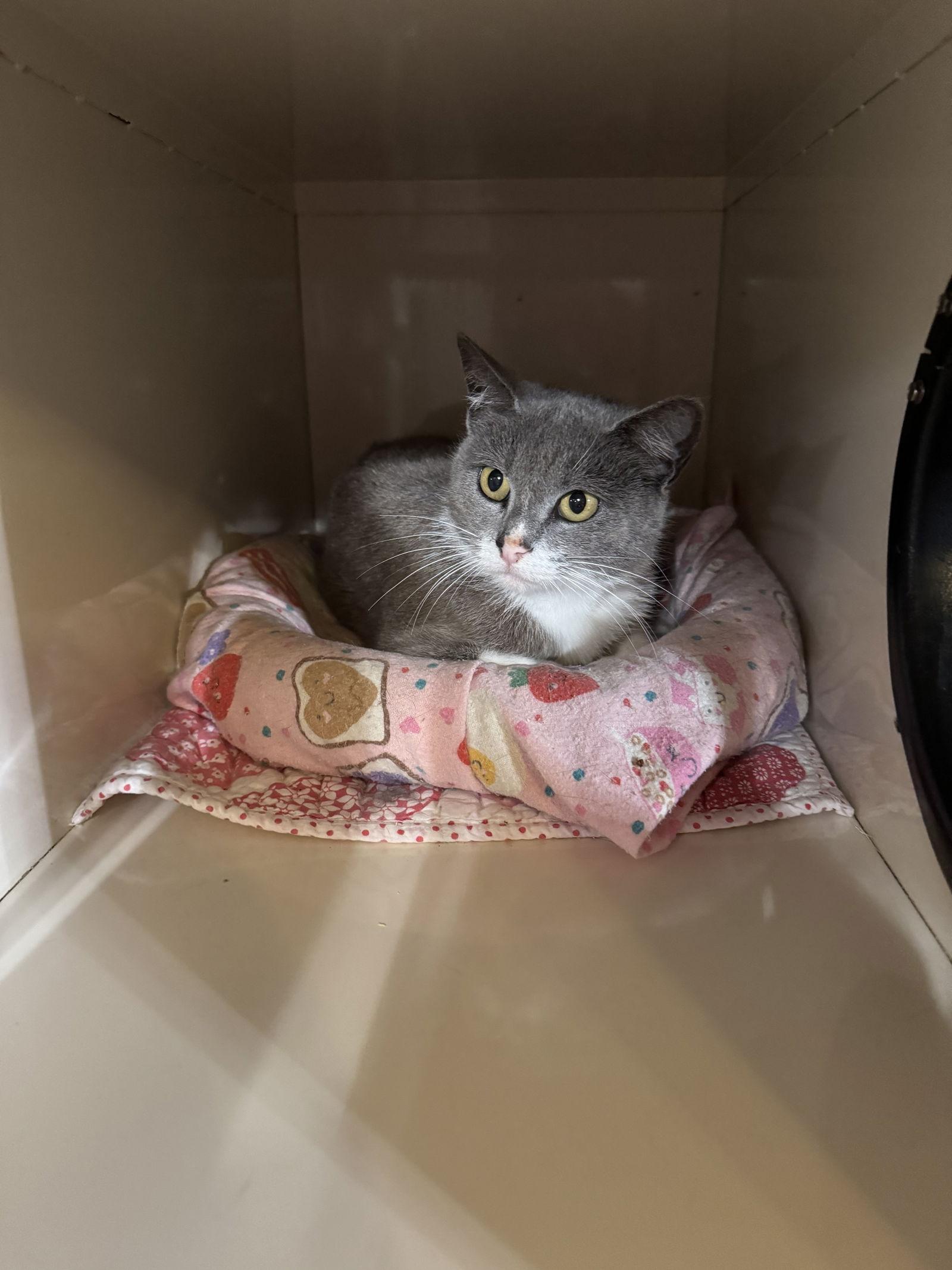Ada, Adoptable, Adult Female Domestic Short Hair.