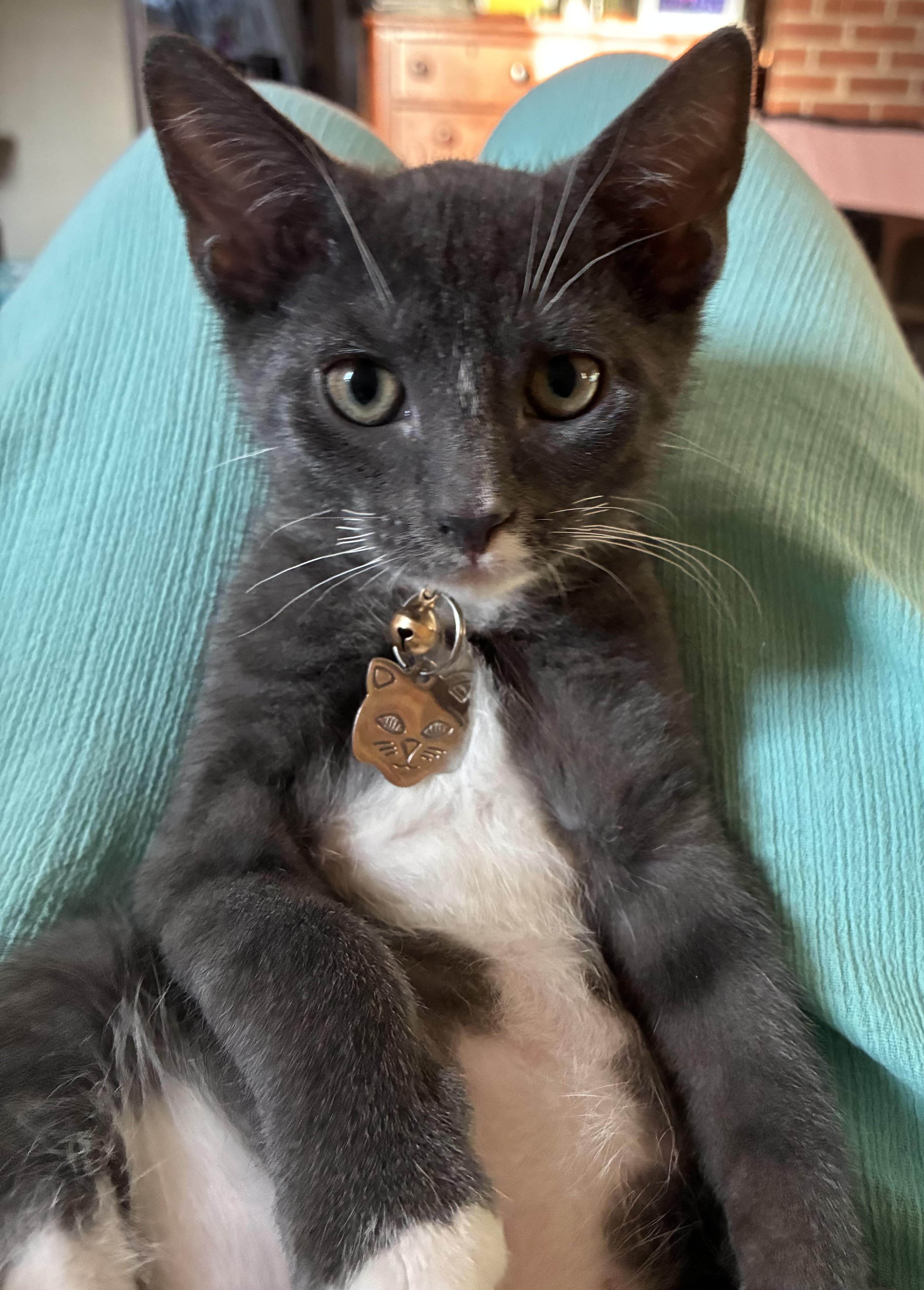 Hunnicutt - kitten available for adoption on August 25, Adoptable, Kitten Male Domestic Short Hair.