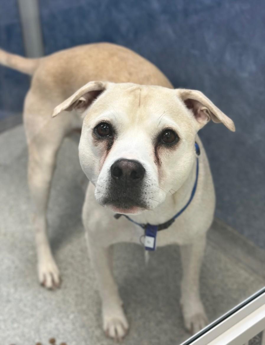 PRINCE, Adoptable, Adult Male Pit Bull Terrier & Mixed Breed.