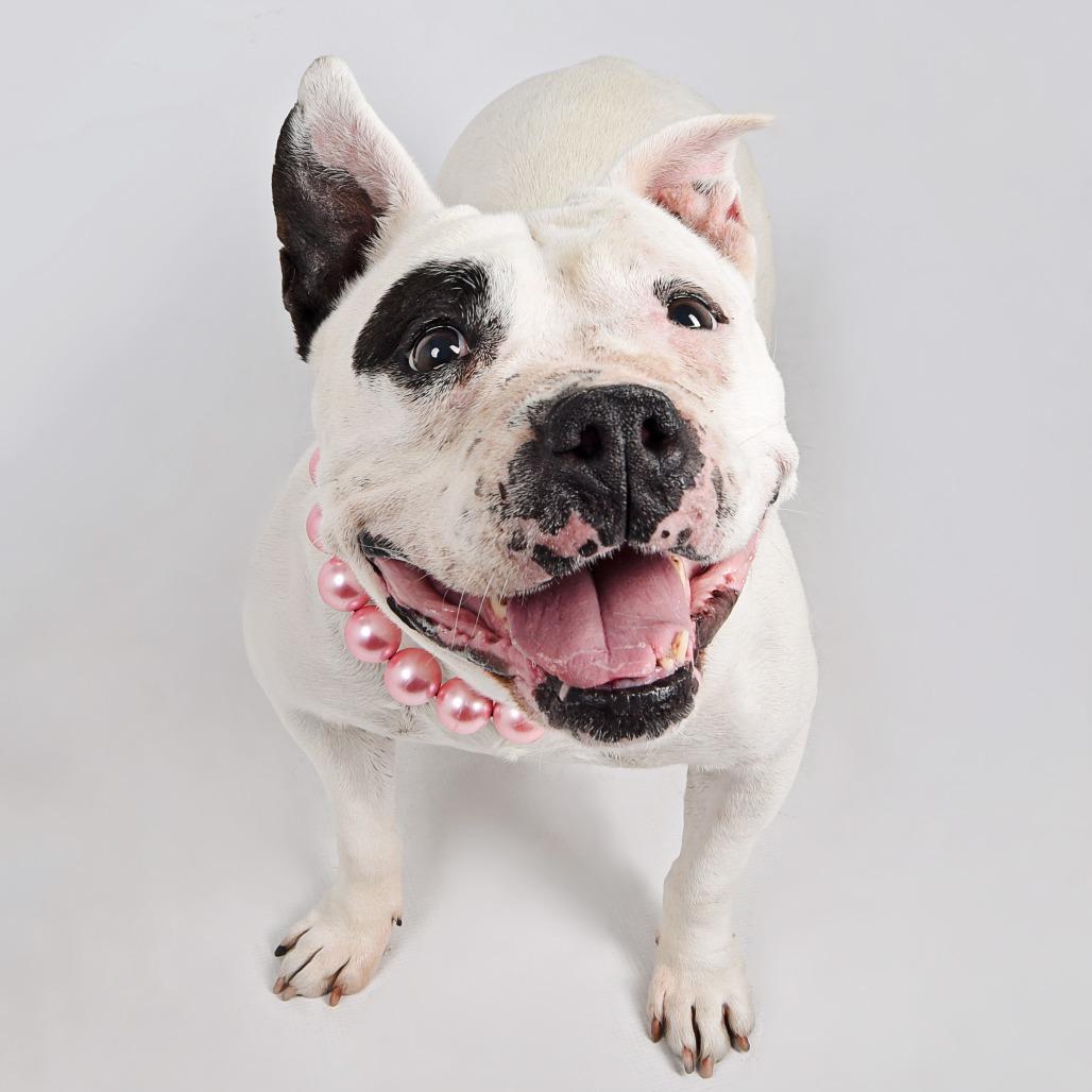 Blanca, a Adoptable mixed breed in Murray, UT image 1/6