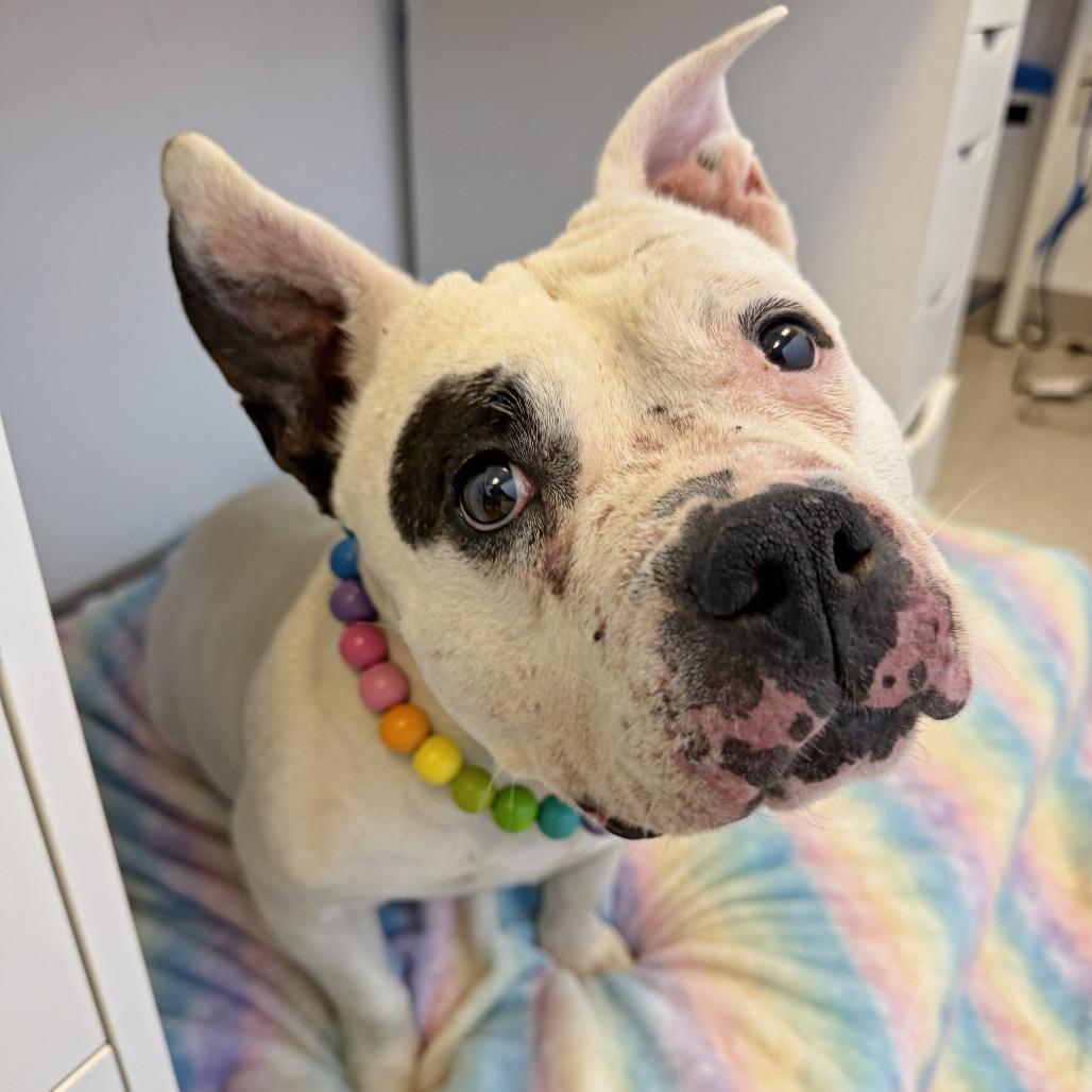 Blanca, a Adoptable mixed breed in Murray, UT image 2/6