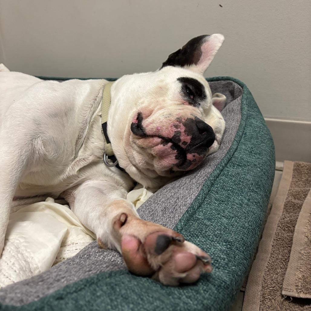 Enlarge Blanca, a Adoptable mixed breed in Murray, UT image 2/6