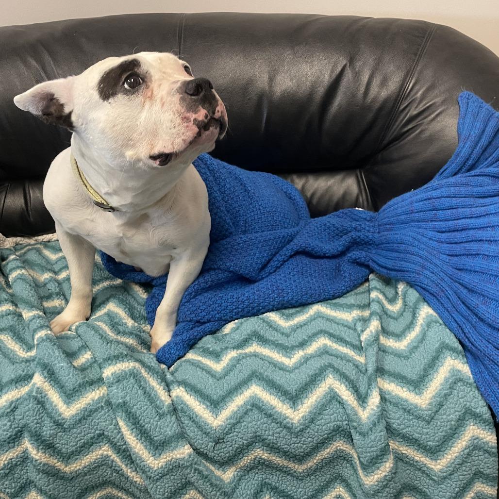 Blanca, a Adoptable mixed breed in Murray, UT image 4/6