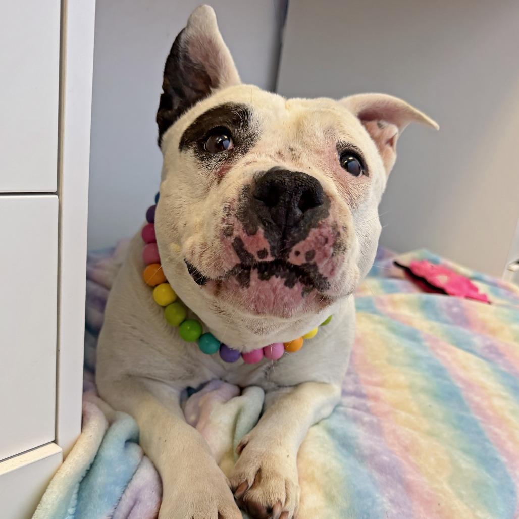 Blanca, a Adoptable mixed breed in Murray, UT image 5/6