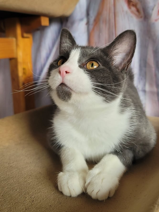 READ STORY FIRST Canteena INDOOR ONLY , Adoptable, Young Female Domestic Short Hair.