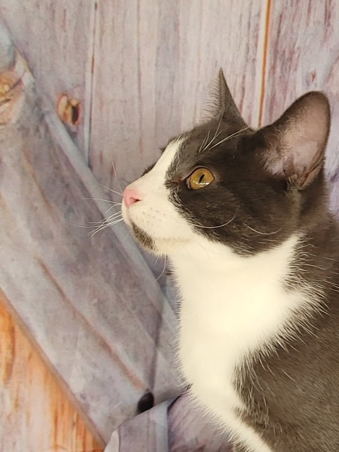 Enlarge READ STORY FIRST Canteena INDOOR ONLY , a Adoptable mixed breed in Stockton, CA image 2/12