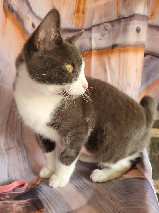 READ STORY FIRST Canteena INDOOR ONLY — thumbnail 4