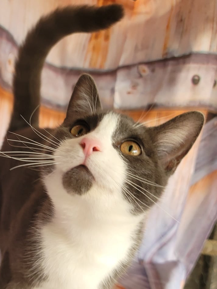 READ STORY FIRST Canteena INDOOR ONLY — thumbnail 5