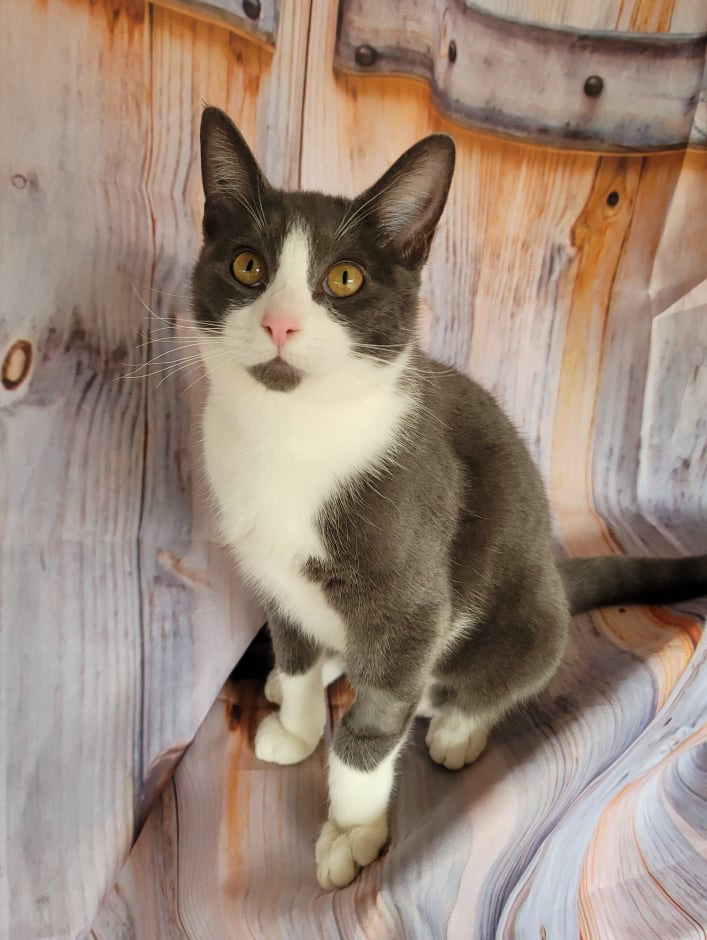 READ STORY FIRST Canteena INDOOR ONLY — thumbnail 6