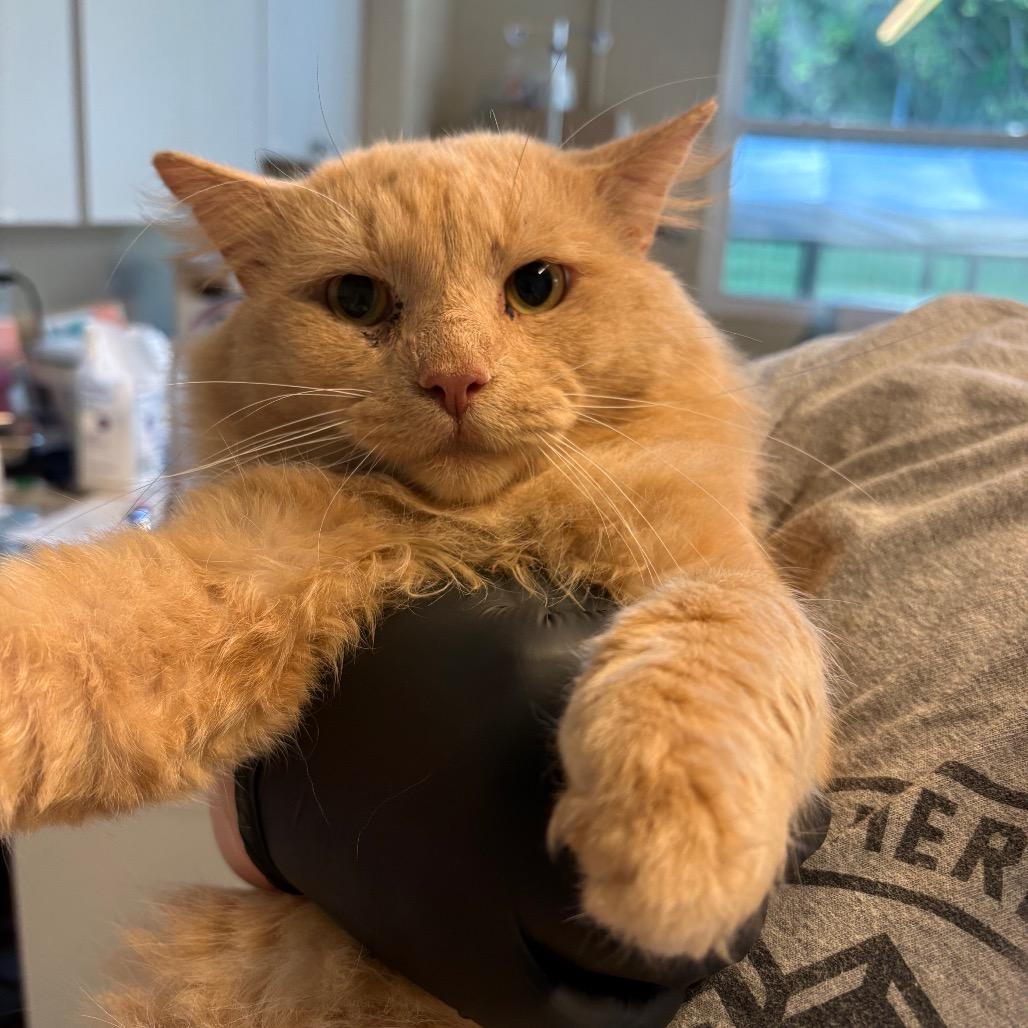 Mr. Peaches photo