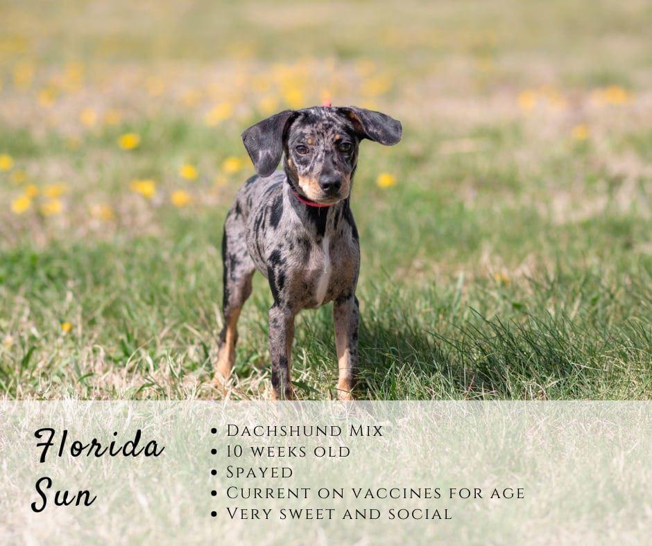 Florida Sun, ADOPTABLE, Puppy Female Dachshund.
