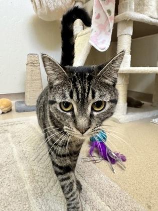 Enlarge Boba, a Adoptable Domestic Short Hair in Santa Paula, CA image 1/3