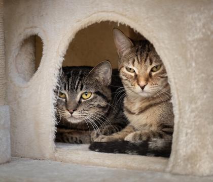 Enlarge Boba, a Adoptable Domestic Short Hair in Santa Paula, CA image 2/3